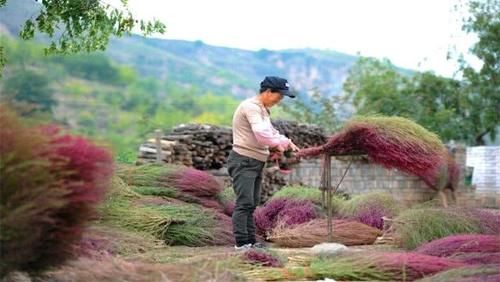  植物：世界上有一种植物，中国把它当扫把，到了日本价值却翻了
