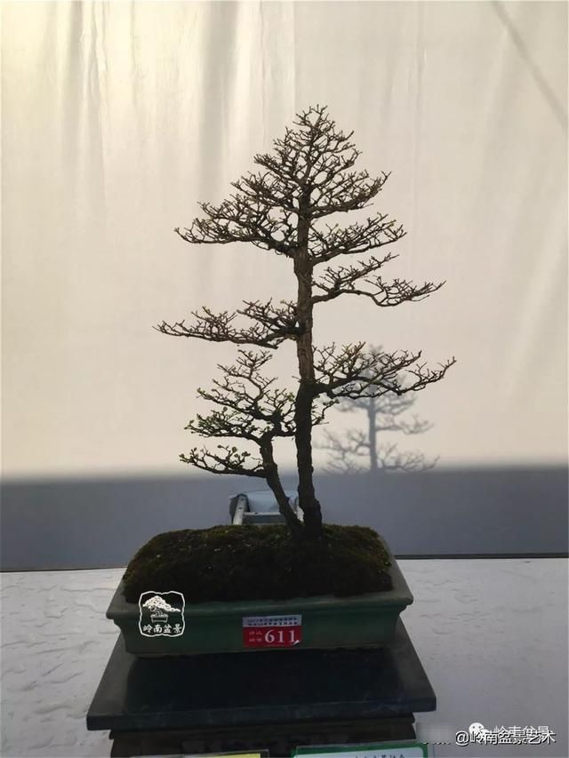  『作品』岭南珍品——山格木盆景