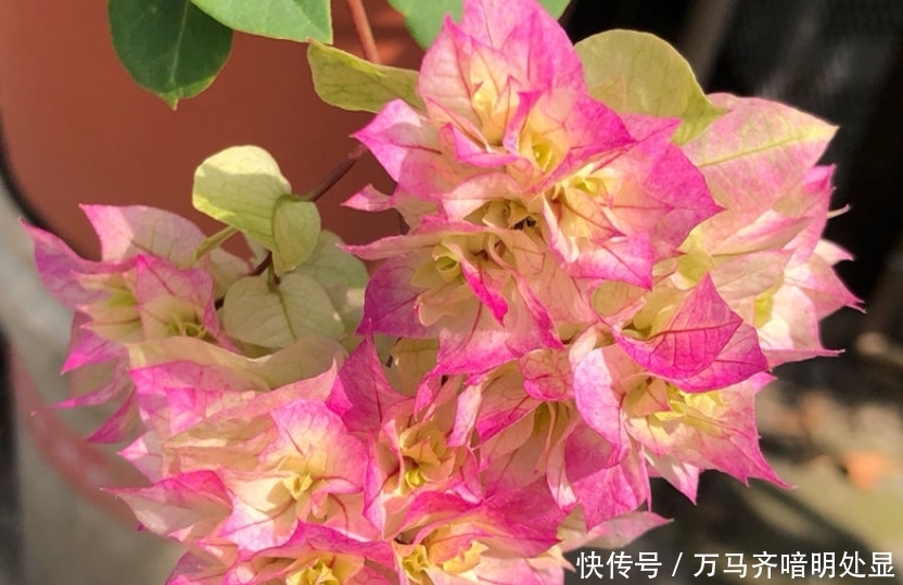 【茉莉花】8种“喜阳”花,夏天晒不死,一口气开大半年!