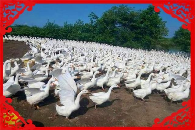  收益：农村养殖这几种畜禽收益高，而且销路不愁，值得推荐