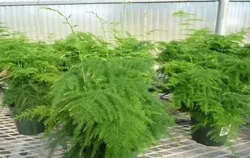  [改善]用“茶水”浇灌文竹，改善土壤酸碱度，叶子不发黄，文竹长的旺
