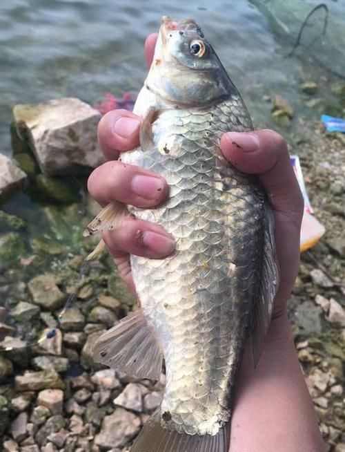  #出钓#每次出钓都是小鲫鱼咬钩？把这3个细节做好，鲫鱼会越钓越大