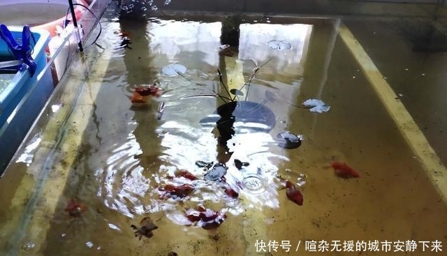 【水质】鱼缸水质浑浊因为水温低,硝化细菌死了,什么季节还拿水温说事?