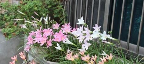  『花草』这3种花，就喜欢淋雨，越淋雨长得越快，叶子窜满盆，开花多！