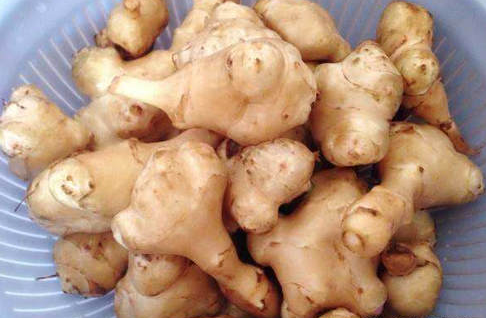  「见到」这个植物农村经常见到，现在人工种植不需管理就高产，