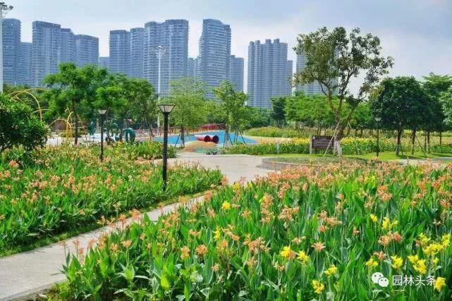  【棕榈科伞形】558种 · 园林植物配置大全