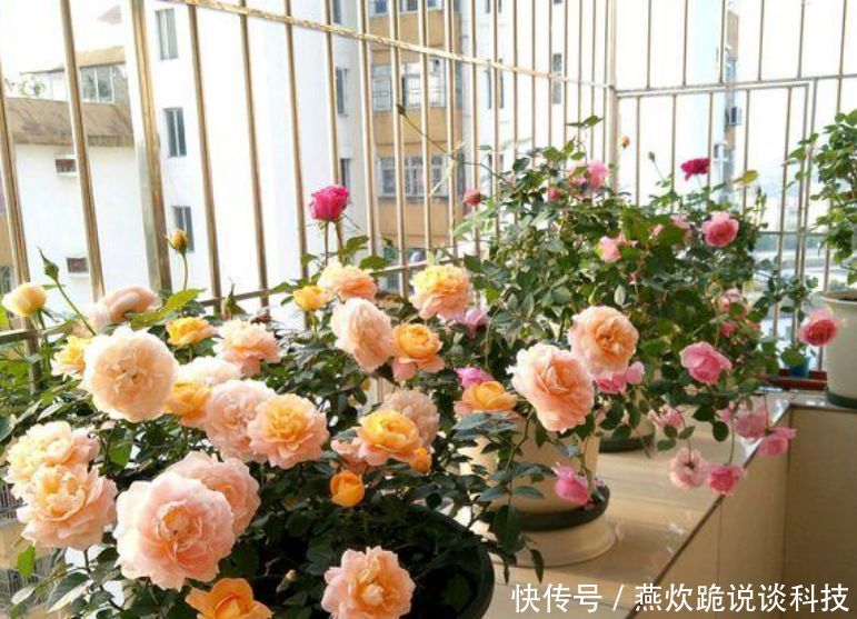  「春天」春天就养5种花，好养又漂亮，花团锦簇，人见人爱！