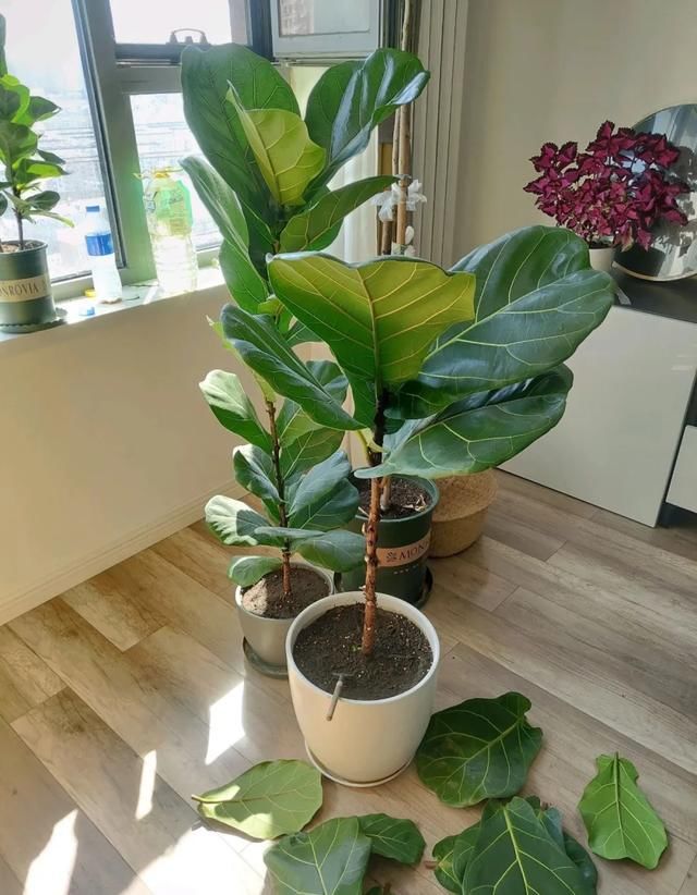  #散射光好#3种树，每月砍1刀，呼呼疯狂冒新芽！
