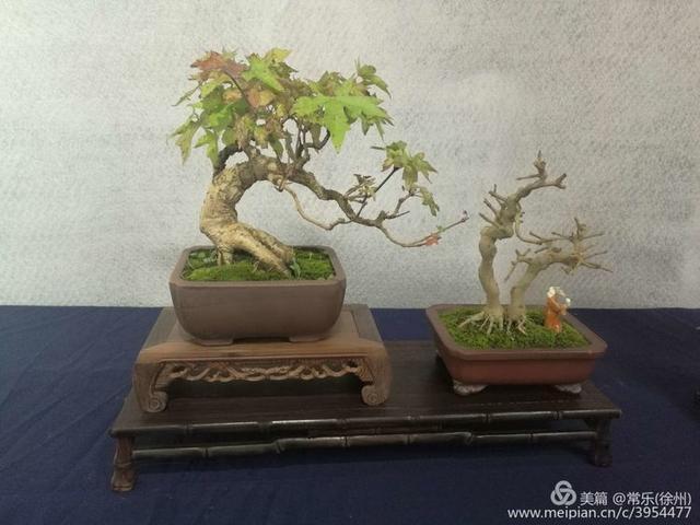  #盆协#徐州收藏家协会(盆景协会和铁路盆协)回龙窝微型盆景