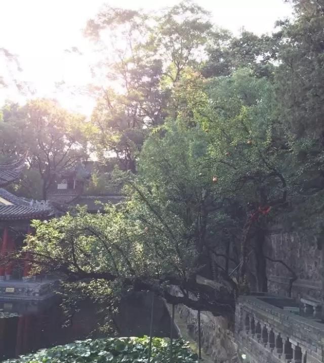  『观赏价值』庭院中种什么树木最合适，千万别种错了！