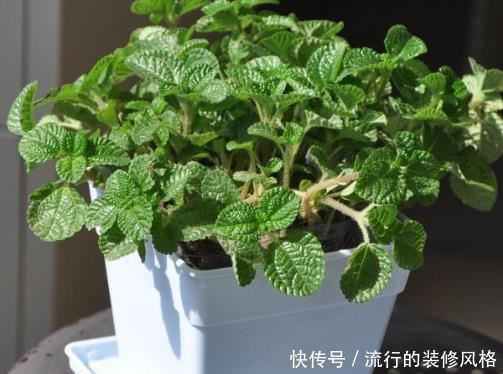  『养护』4种绿植是吸二手烟“小能手”，管理简单又省心，不怕多年老烟枪