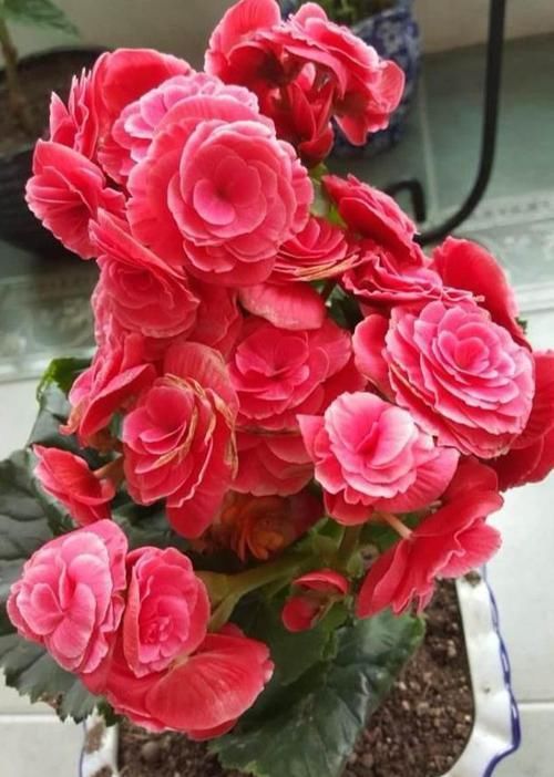  艳丽：娇贵难养的丽格海棠，只要做到这几点，保准枝叶翠绿、花色艳丽