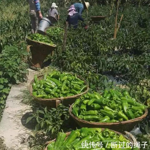 农村多地滞销，十万斤烂地里，5毛一斤贱卖，心酸明年不种了