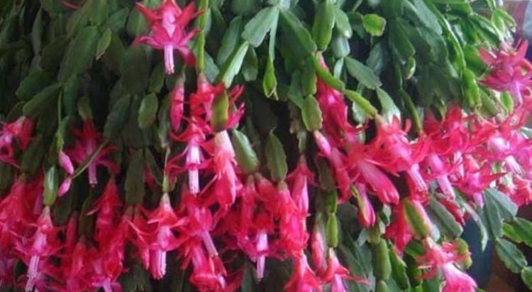  『蟹爪兰』3种花自带“财运”,好养易活不招虫,养在哪里都爆盆,好运到来