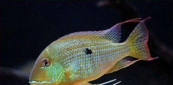  #水族市场上#美洲慈鲷之美，您细品