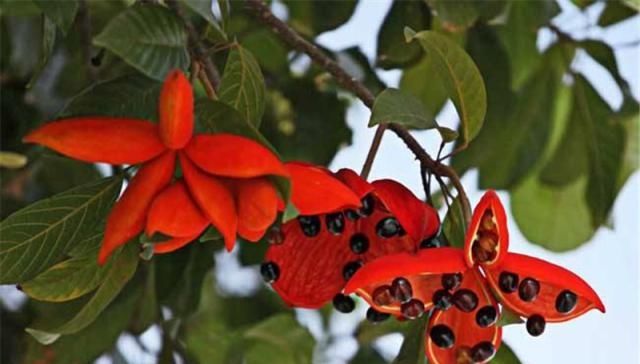  「板栗」味道似板栗，焖鸡是名菜，七夕节能卖断货，一斤20元农