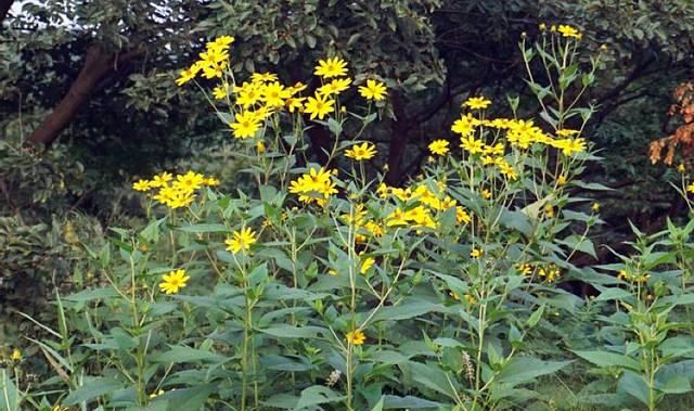  [种上几]”它“在国外被当成宝贝，在中国却农民嫌弃，一斤1元都嫌贵