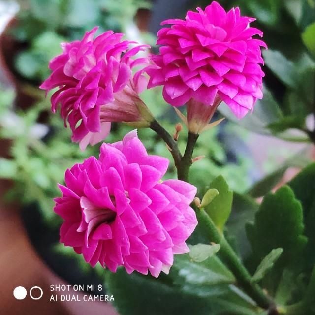  便是@有花陪伴，便是美好