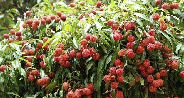「盆栽」“荔枝”在家盆栽棵,简单好养,一树结出几百个,好看又美味!
