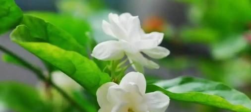 『越好』越“晒”长得越好!这4种花,有太阳就开花,真好看!