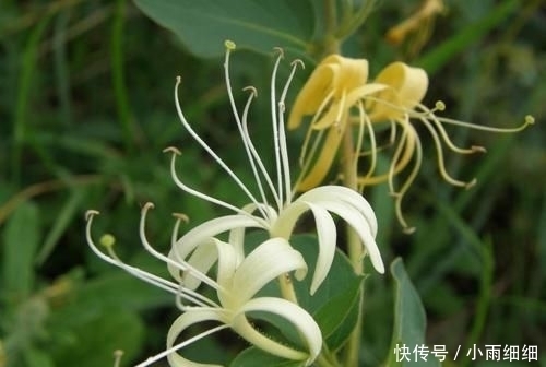 『堪称』在家养这几种植物,堪称迷你小药箱,让身体越来越健康!