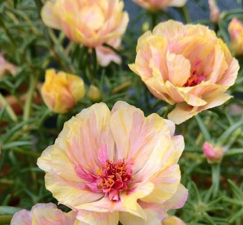  「枝条」太阳花枝条经常长白色虫子，捏死一批又长一批，有好办法吗？