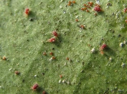  『药剂』养护遇到红蜘蛛，一块蚊香就搞定，虫卵都能杀死，有效又实用