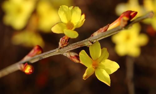  「花开花」此花开花金黄色，在春季开花是最早的花卉，花量大，长势茂盛