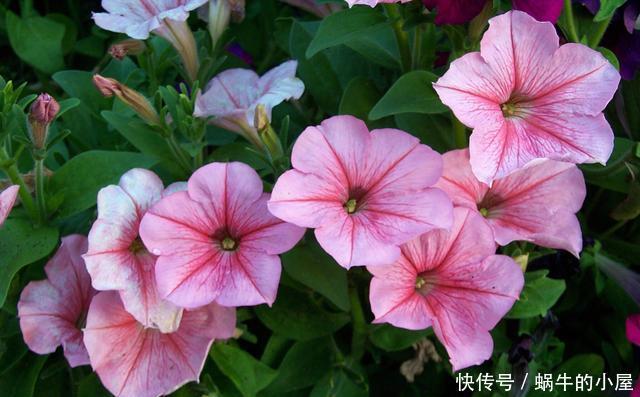#扦插#这一种花,一年开200天,一盆开99朵,可播种可扦插,好养又省钱
