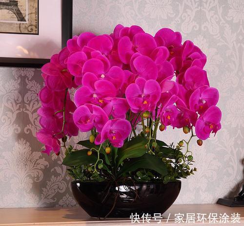 『生长适温』北阳台没太阳养什么花好,这“5”种花不晒太阳也能开花