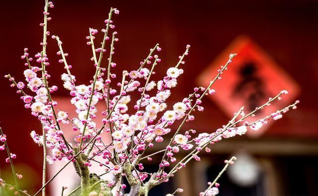 明日立春，“雨打立春头，农夫百日忧”啥意思？立春下雨不好吗？