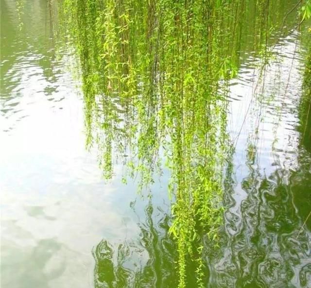  『柳丝』枝头柳丝绿，陌上花又红