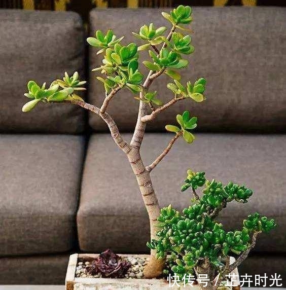 植物@玉树是多肉植物的一种,养护玉树要注意什么?