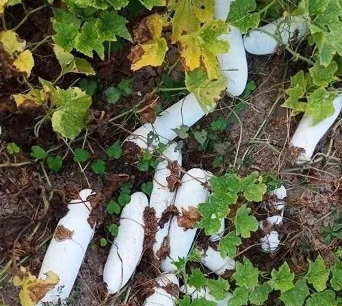  『瓜有』卖价贵3倍！这种“堆堆瓜”能自然存放1年，啥瓜有这么神奇？