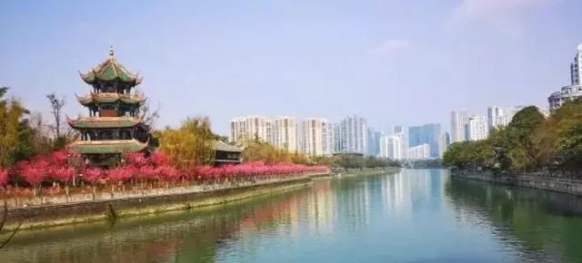 2019年成都第一波春光乍泄！锦江春色来，两岸花撩人！