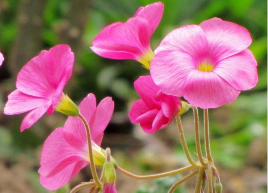  「艳丽」这“5种”花，好看又好养，开花艳丽，美不胜收，家庭盆栽首选