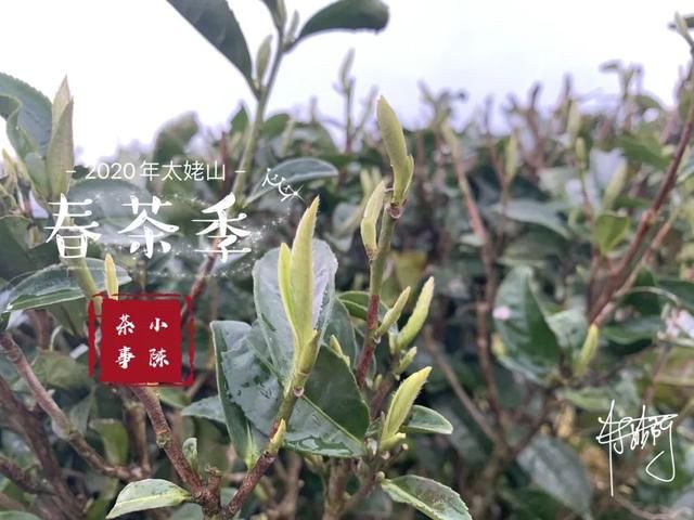  【S师傅】2020春茶笔记第八篇，从2016到2020年，看茶山茶农们的笑脸变化