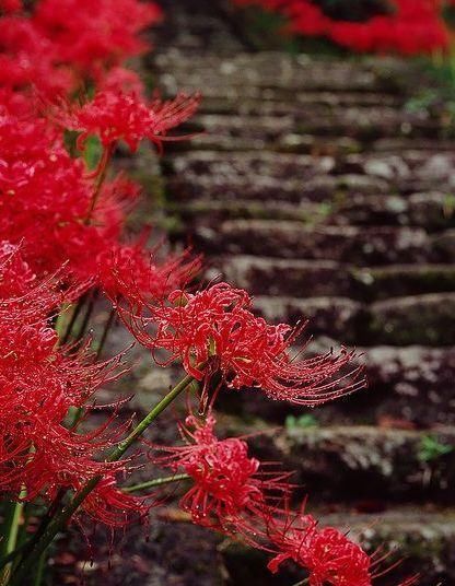  #彼岸花#彼岸花开，花开彼岸，又到一年花开时，你被美到了吗？