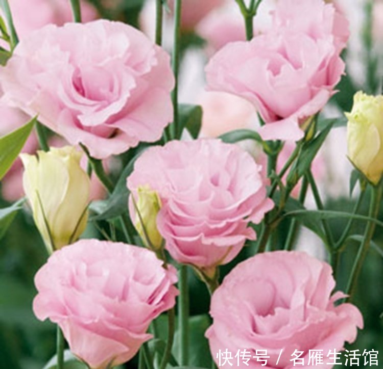  洋桔梗@喜欢在家中养护花卉，就选择花色艳丽，花期长，寓意美好的花卉养