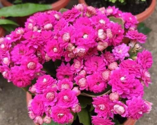  #重瓣牵牛花#庭院选这几款花，花姿妖娆，盛开时繁花似锦，花色美轮美奂