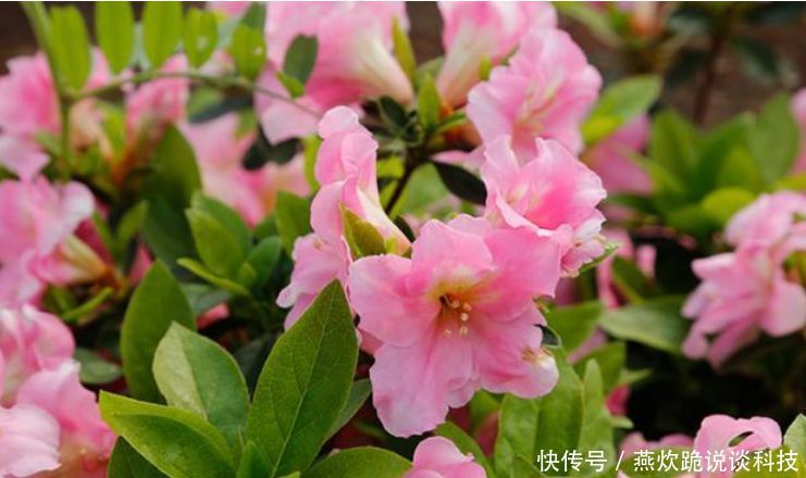 「春天」春天就养5种花,好养又漂亮,花团锦簇,人见人爱!