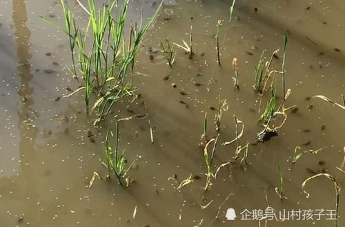  [稻田]稻田里的“活人参”，曾用来喂鸡鸭，如今人工养殖35元一