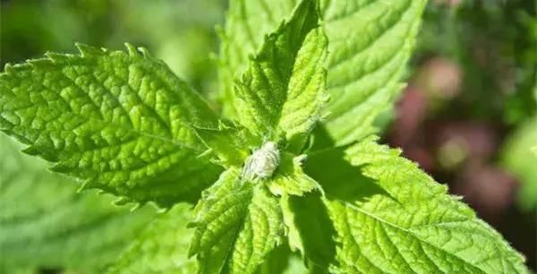  【搜罗】史上最全“懒人植物”大搜罗，看看哪盆才是你的心头好