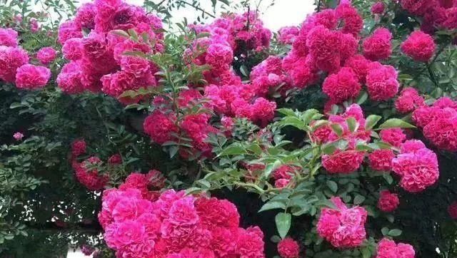 「玫瑰」此花是花界“宠儿”,比玫瑰艳,比茉莉香,新手也能养出百天花期