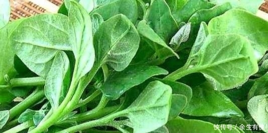  「蔬菜」以前一直认为的杂草野草，现在一斤十元，却成了高级蔬