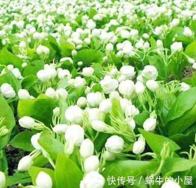 『漂亮』喜欢在家中养护花卉,就可以选择花色艳丽,花大漂亮的3种花卉
