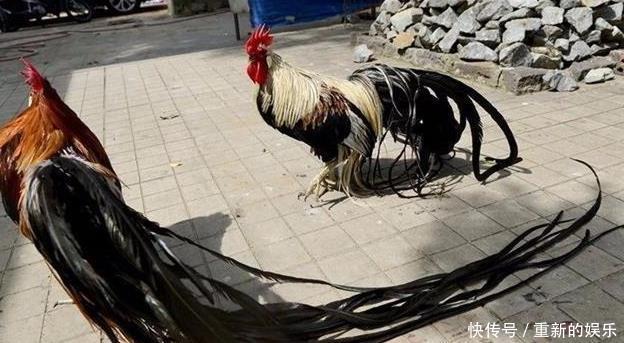农村大叔养的这种鸡，堪称鸡界的“兰博基尼”，一只能卖2万元