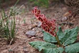  [小瞧]农村植物，矮大黄若碰到请您保护它，当今价值颇高且不可
