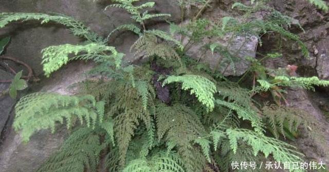 30年前农村常见的乌蕨，如今珍稀可贵，被誉为“万能解毒草”