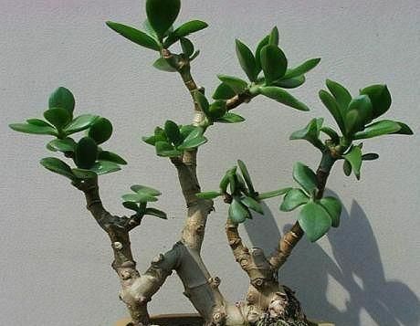 『值钱』“2种花”现在扦插合适,养护得当,1年成“老桩”,越养越值钱